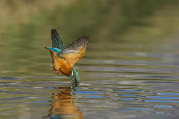 Kingfisher diving into water, Trentino Alto-Adige, Italy