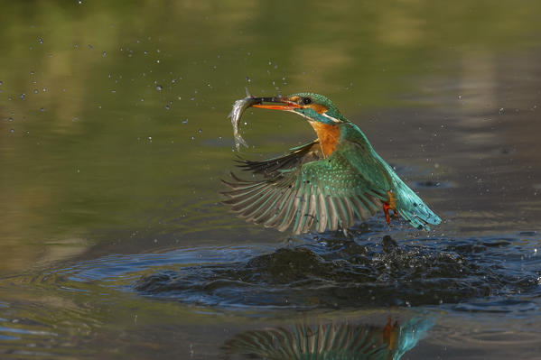 kingfisher coming out of the water with the prey, Trentino Alto-Adige, Italy