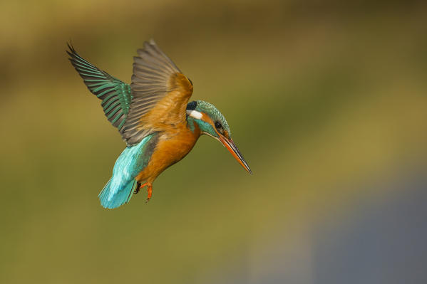 Kingfisher in flight ready to hunt, Trentino Alto-Adige, Italy