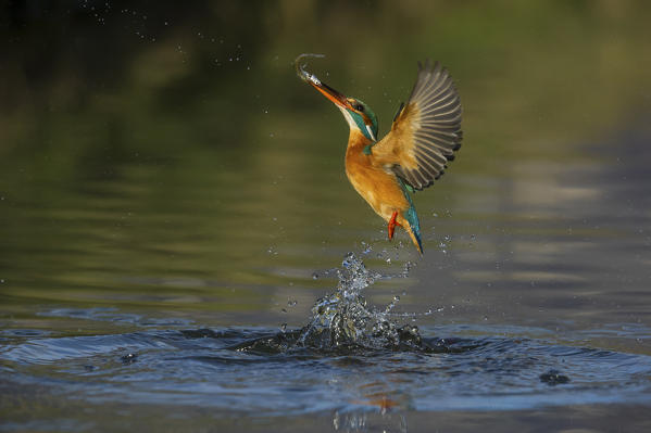 kingfisher jumping out of the water with the catch, Trentino Alto-Adige, Italy
