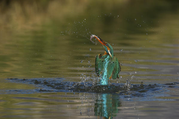 kingfisher coming out of the water with the prey, Trentino Alto-Adige, Italy