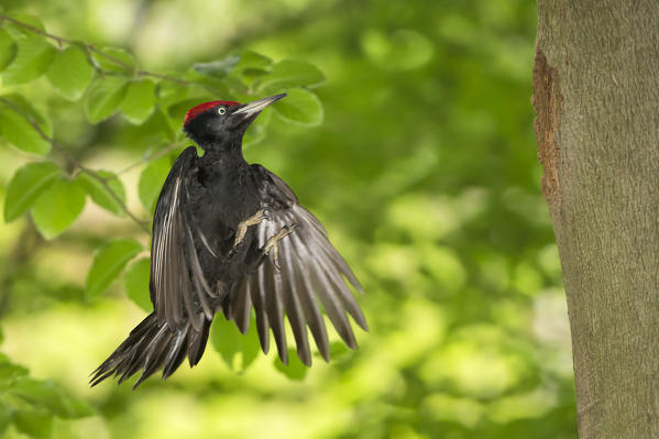 Black woodpecker in flight, Trentino Alto-Adige, Italy