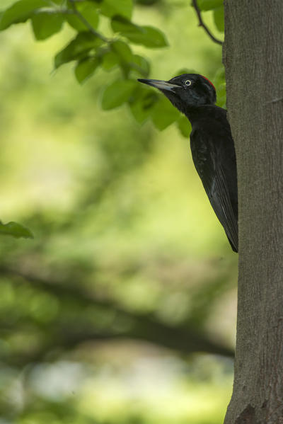 Black woodpecker on a tree, Trentino Alto-Adige, Italy