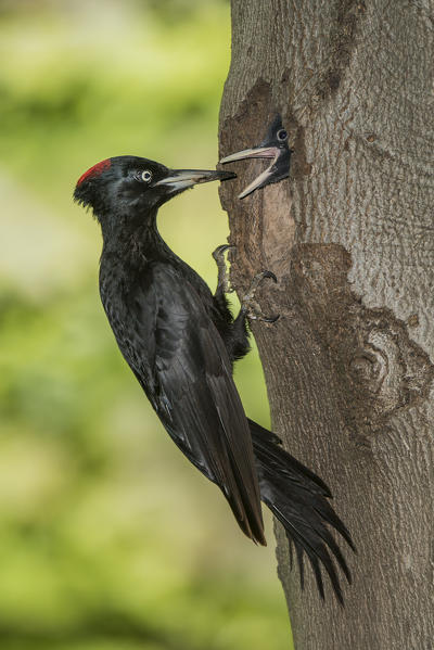 Black woodpecker with cue, Trentino Alto-Adige, Italy