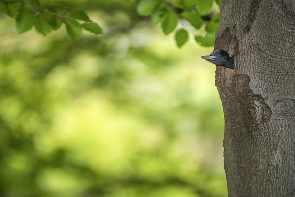 Puppy black woodpecker, Trentino Alto-Adige, Italy
