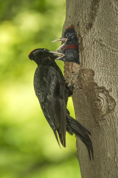Black woodpecker with cue, Trentino Alto-Adige, Italy