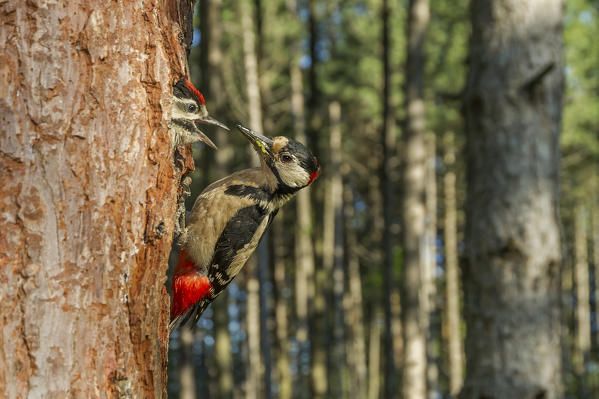 Great spotted woodpecker with cue, Trentino Alto-Adige, Italy