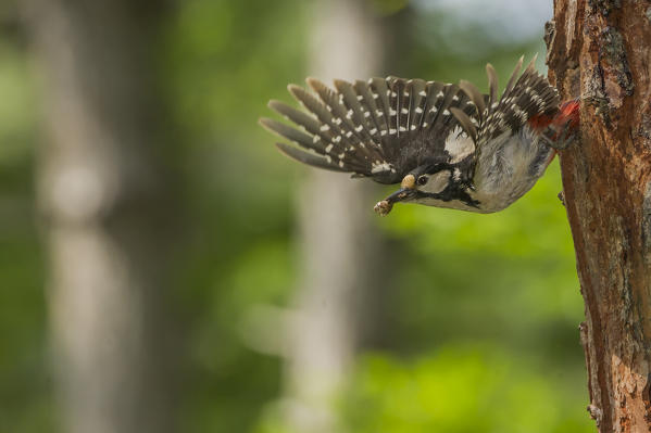 Great spotted woodpecker in flight, Trentino Alto-Adige, Italy