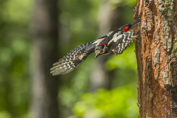 Great spotted woodpecker in flight, Trentino Alto-Adige, Italy