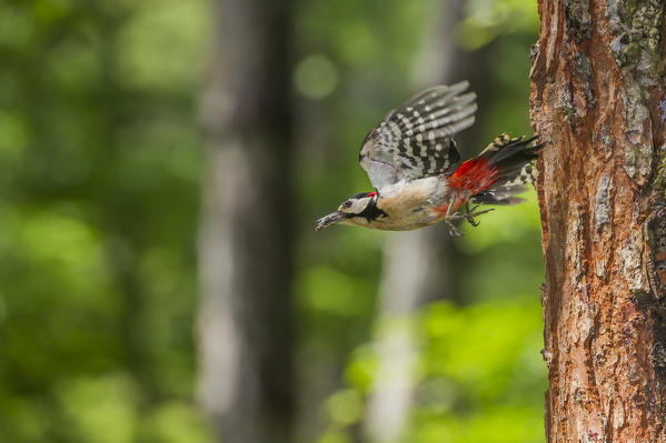 Great spotted woodpecker in flight, Trentino Alto-Adige, Italy