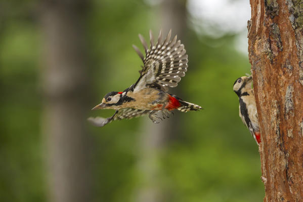 Great spotted woodpecker in flight, Trentino Alto-Adige, Italy