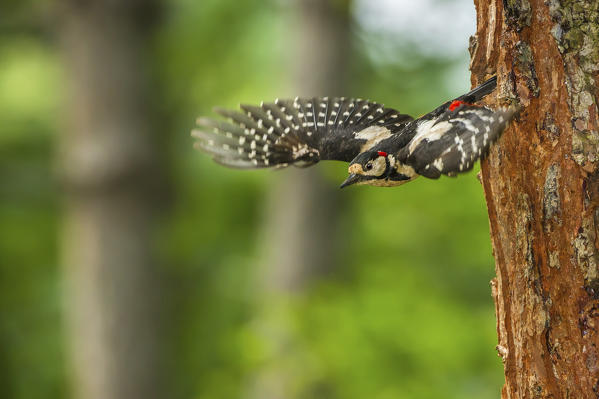 Great spotted woodpecker in flight, Trentino Alto-Adige, Italy