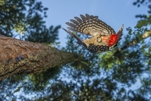 Great spotted woodpecker taken from below, Trentino Alto-Adige, Italy