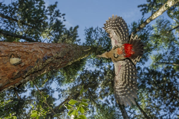 Great spotted woodpecker taken from below, Trentino Alto-Adige, Italy