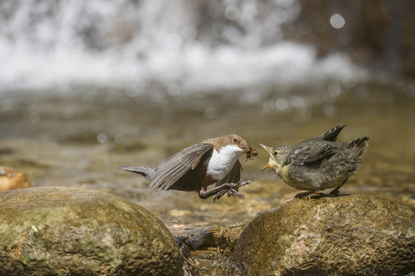 white-throated dipper with cue, Trentino Alto-Adige, Italy