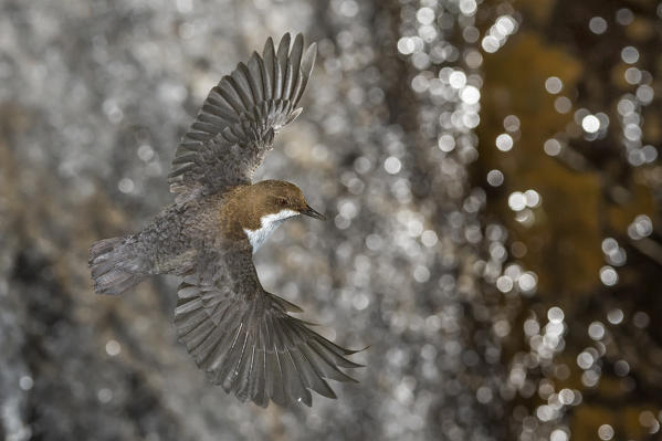 white-throated dipper in flight, Trentino Alto-Adige, Italy