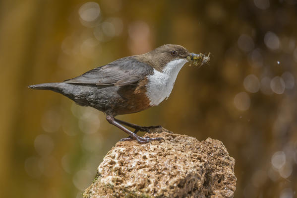 white-throated dipper with cue, Trentino Alto-Adige, Italy