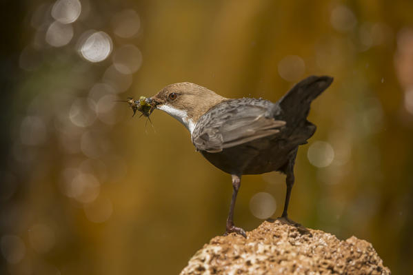 white-throated dipper with cue, Trentino Alto-Adige, Italy