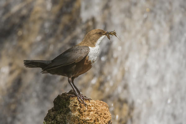 white-throated dipper with cue, Trentino Alto-Adige, Italy