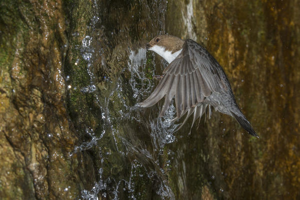 white-throated dipper in flight, Trentino Alto-Adige, Italy