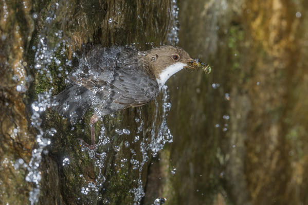 white-throated dipper and waterfall, Trentino Alto-Adige, Italy