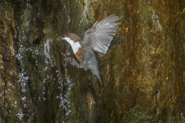 white-throated dipper in flight, Trentino Alto-Adige, Italy