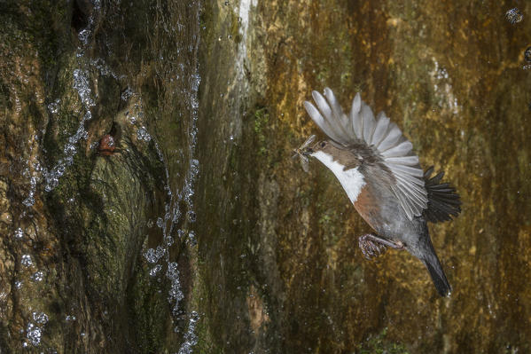 white-throated dipper in flight, Trentino Alto-Adige, Italy