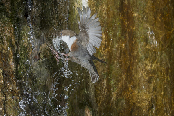 white-throated dipper in flight, Trentino Alto-Adige, Italy