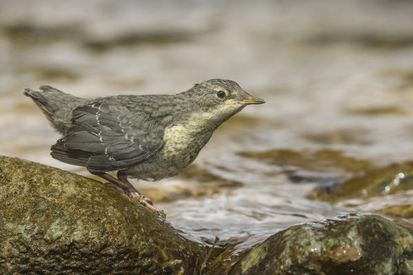 young white-throated dipper, Trentino Alto-Adige, Italy