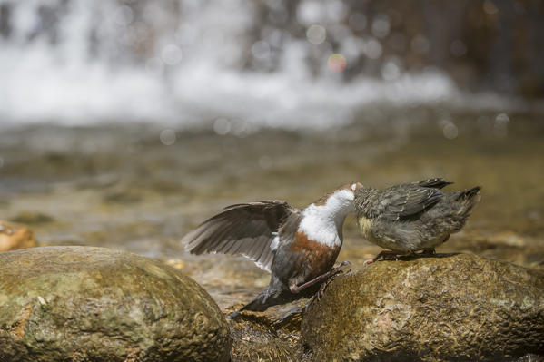 white-throated dipper with cue, Trentino Alto-Adige, Italy