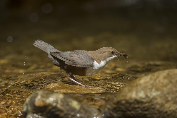 white-throated dipper with cue, Trentino Alto-Adige, Italy