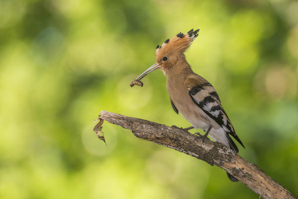 Hoopoe with prey, Trentino Alto-Adige, Italy