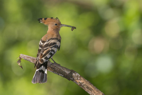 Hoopoe with prey, Trentino Alto-Adige, Italy
