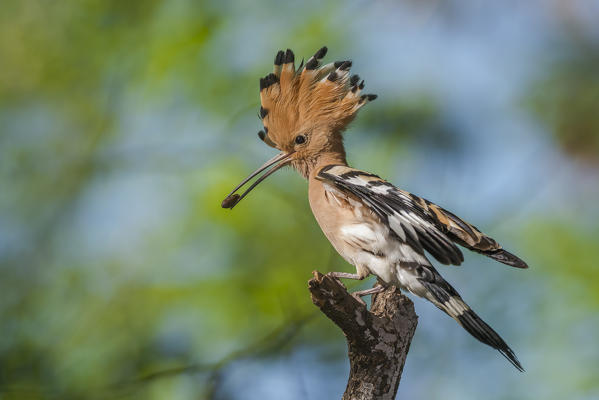 Hoopoe with prey, Trentino Alto-Adige, Italy