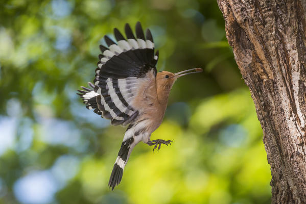 Hoopoe in fly, Trentino Alto-Adige, Italy