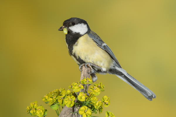 Great tit with prey, Trentino Alto-Adige, Italy