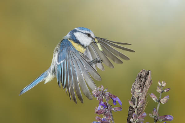 Eurasian blue tit in flight, Trentino Alto-Adige, Italy