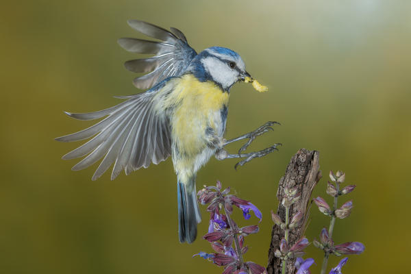 Eurasian blue tit in flight, Trentino Alto-Adige, Italy