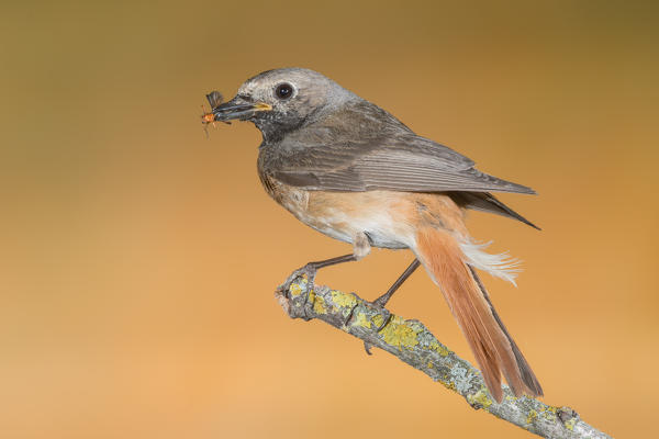 Redstart with prey, Trentino Alto-Adige, Italy