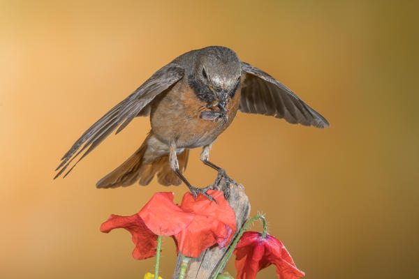 Redstart with prey, Trentino Alto-Adige, Italy