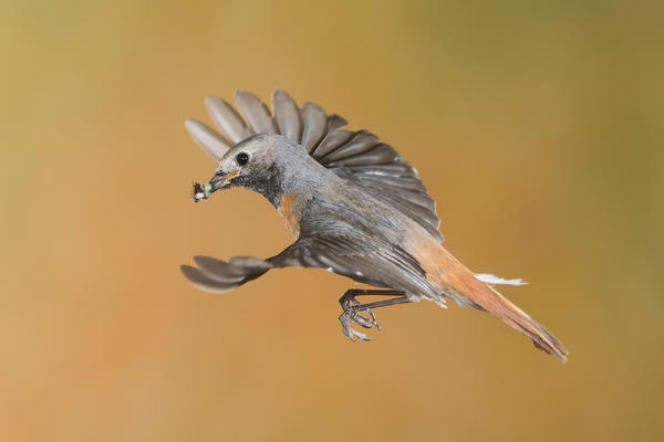 Redstart in flight with prey, Trentino Alto-Adige, Italy