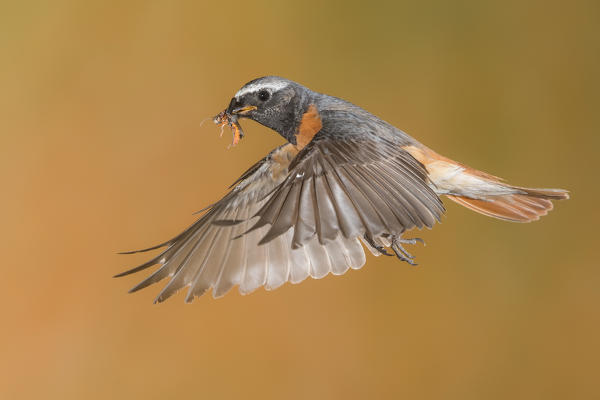 Redstart in flight with prey, Trentino Alto-Adige, Italy