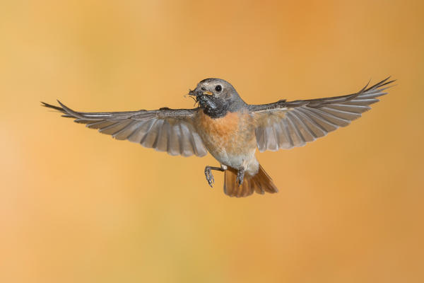 Redstart in flight with prey, Trentino Alto-Adige, Italy