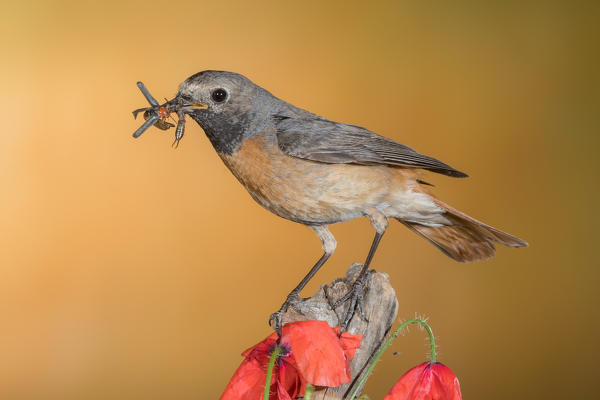 Redstart with prey, Trentino Alto-Adige, Italy