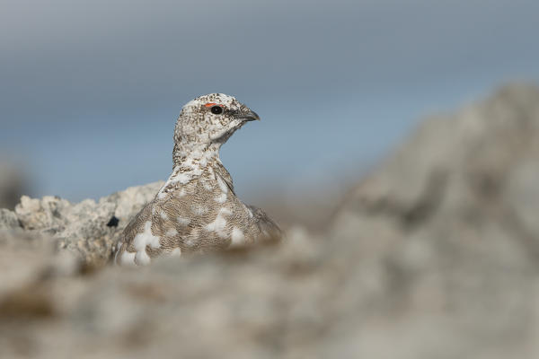 Ptarmigan,Stelvio National Park,trentino alto-adige,Italy.