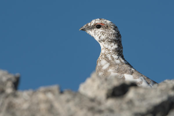 Ptarmigan,Stelvio National Park,trentino alto-adige,Italy.