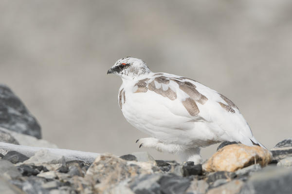 Ptarmigan,Stelvio National Park,trentino alto-adige,Italy.