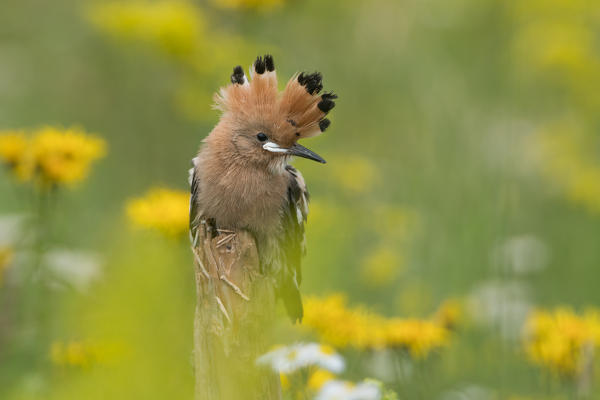 Young hoopoe, Trentino Alto-Adige, Italy