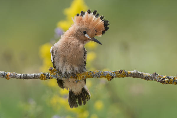Young hoopoe, Trentino Alto-Adige, Italy