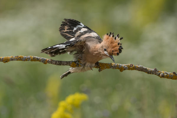 Young hoopoe, Trentino Alto-Adige, Italy